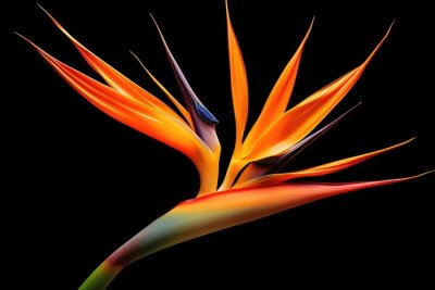 Papier peint  Strelitzia Flower Isolated On Black, Capturing Its Vibrant Colors