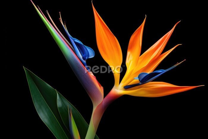 Papier peint  Strelitzia Flower Isolated On Black, Capturing Its Vibrant Colors