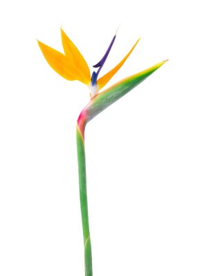 Papier peint  Strelitzia flower isolated on transparent. 