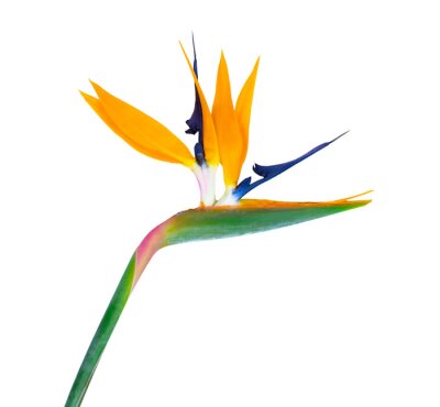 Papier peint  Strelitzia flower isolated on transparent. 