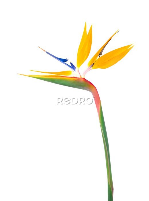 Papier peint  Strelitzia flower isolated on transparent. 