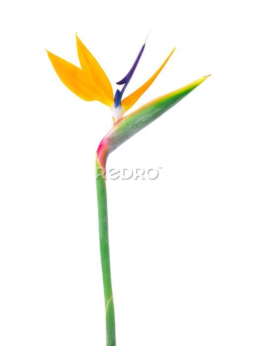 Papier peint  Strelitzia flower isolated on transparent. 
