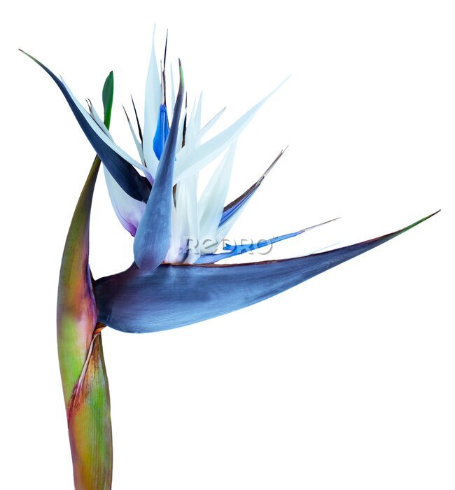 Papier peint  Strelitzia flower isolated on transparent. 
