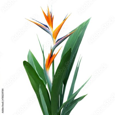 Papier peint  Strelitzia flower isolated on transparent background