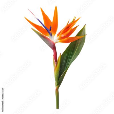 Papier peint  strelitzia flower isolated on transparent background. generative ai