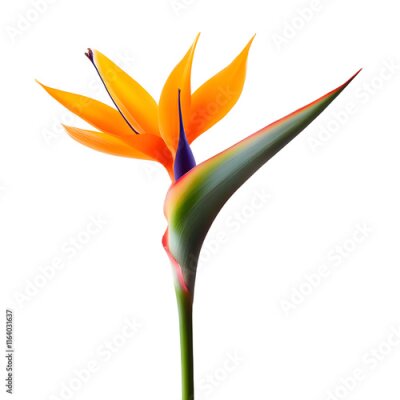 Papier peint  strelitzia flower isolated on transparent background. generative ai
