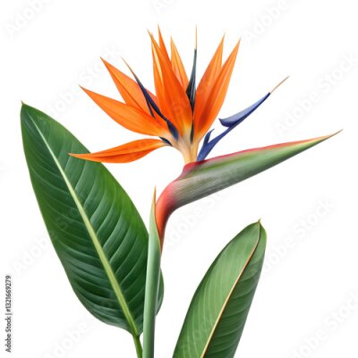 Papier peint  strelitzia flower isolated on transparent background. generative ai 