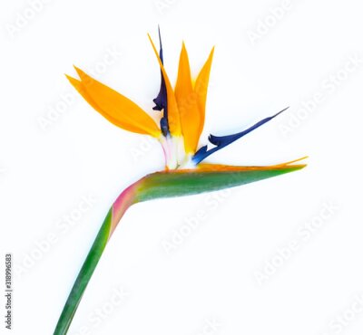 Papier peint  Strelitzia flower isolated on white. 