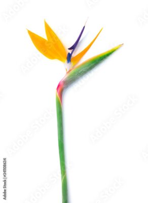 Papier peint  Strelitzia flower isolated on white. 