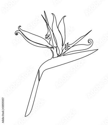 Papier peint  Strelitzia flower isolated on white background in a hand drawn linear style.