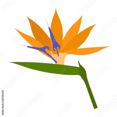 Papier peint  Strelitzia flower. Isolated on white background. Vector illustration.
