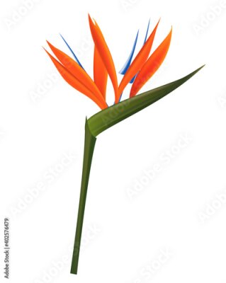 Papier peint  Strelitzia Flower Isolated on White Background. Vector Illustration EPS10