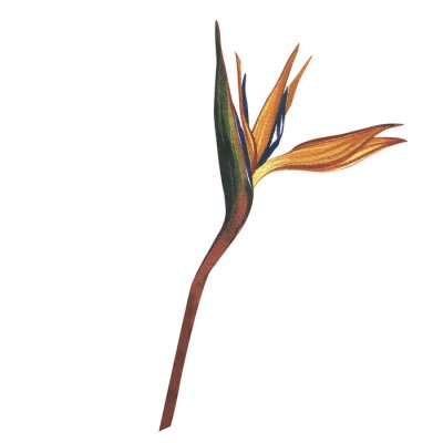 Papier peint  Strelitzia flower isolated on white background. Watercolor hand drawn botanic tropic sketch illustration. Art for design