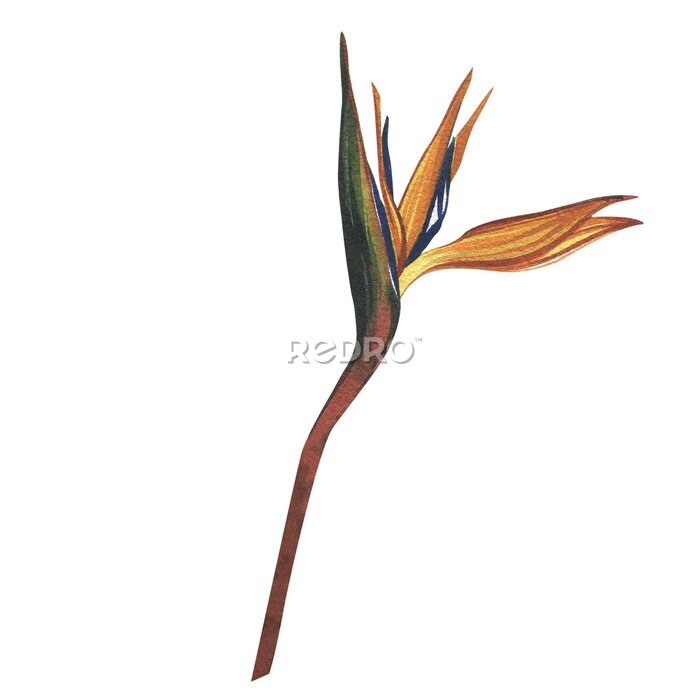 Papier peint  Strelitzia flower isolated on white background. Watercolor hand drawn botanic tropic sketch illustration. Art for design