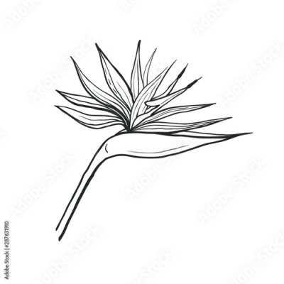 Papier peint  Strelitzia flower isolated on white. Vector hand drawn floral illustration of tropical flower.