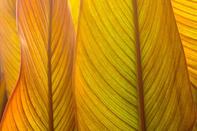 Papier peint  Strelitzia flower leaves  close up, the structure of the leaves shines through in the sun.
