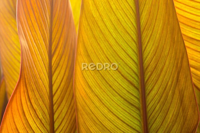Papier peint  Strelitzia flower leaves  close up, the structure of the leaves shines through in the sun.