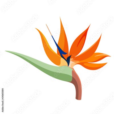 Papier peint  Strelitzia flower on a white background. Cartoon design.
