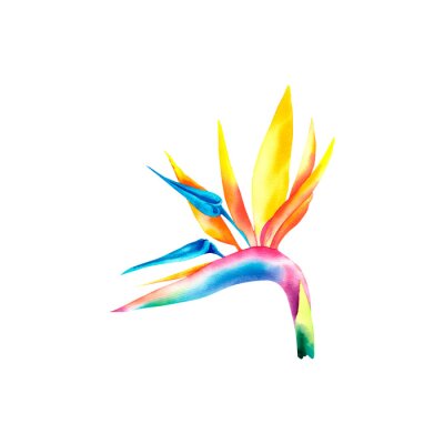 Papier peint  Strelitzia flower on an isolated background. Watercolor illustration. Tropical flowers. Tropical nature. A multicolored flower.