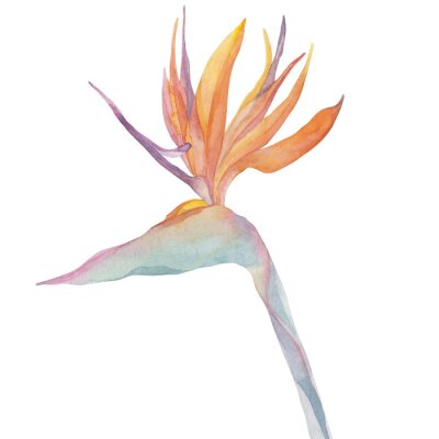 Papier peint  Strelitzia flower on an isolated white background, watercolor tropical plant, botanical illustration, bird of paradise. Hand made. For design, textiles, decoration, illustration, background and cards