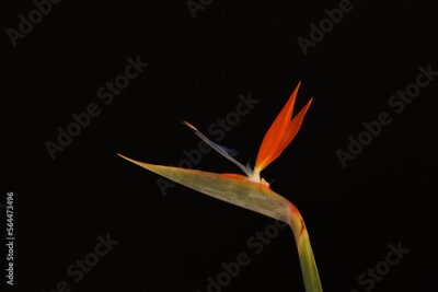 Papier peint  strelitzia flower on back background