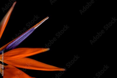 Papier peint  Strelitzia flower on black background