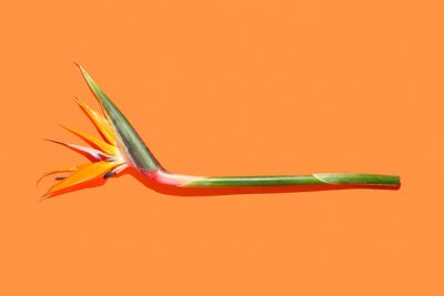 Papier peint  Strelitzia flower on color background