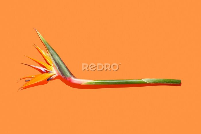 Papier peint  Strelitzia flower on color background