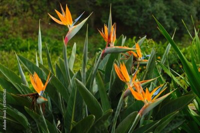 Papier peint  Strelitzia flower on green background