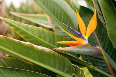 Papier peint  Strelitzia flower on green natural background.