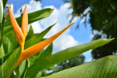 Papier peint  Strelitzia Flower on Sunny Day