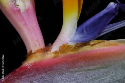 Papier peint  Strelitzia flower or Bird of paradise flower