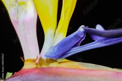 Papier peint  Strelitzia flower or Bird of Paradise flower