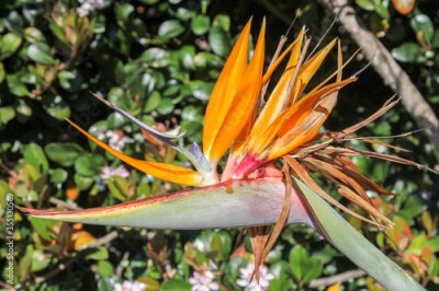 Papier peint  Strelitzia flower or Bird of Paradise flower