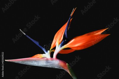 Papier peint  Strelitzia flower or bird of paradise flower on a black background  