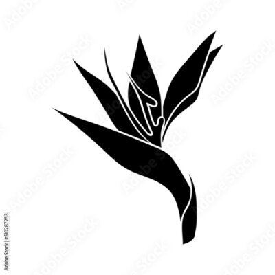 Papier peint  Strelitzia flower or bird of paradise flower silhouette. A simple bud of a tropical flower. botanical pattern