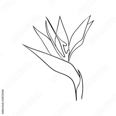 Papier peint  Strelitzia flower or bird of paradise line drawing. Tropical flower bud simple icon for cards and cosmetics