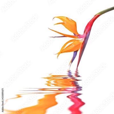 Papier peint  Strelitzia flower (or Bird of paradise) with water reflections isolated on transparent background