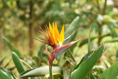 Papier peint  Strelitzia flower or crane flower growing in Vietnam