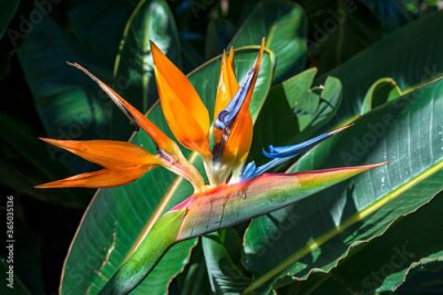 Papier peint  Strelitzia flower receiving the sun's rays