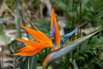Papier peint  Strelitzia flower resembling bird of paradise.
