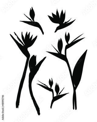 Papier peint  Strelitzia flower silhouette illustration. Vector tropical flower isolated set. Strelitzia, bird of paradise.
