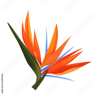 Papier peint  Strelitzia flower. Single isolated tropical plant, realistic vector illustration.