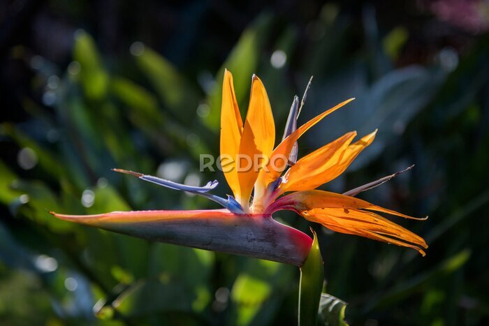 Papier peint  Strelitzia flower (Strelitzia reginae) - Bird of paradise flower in botanical gardens,taiwan
