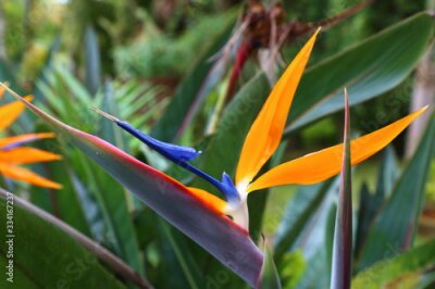 Papier peint   Strelitzia flower (Strelitzia reginae) blooming with vibrant colors, blue, orange, white. Spring time.