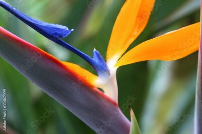 Papier peint   Strelitzia flower (Strelitzia reginae) blooming with vibrant colors, blue, orange, white. Spring time.
