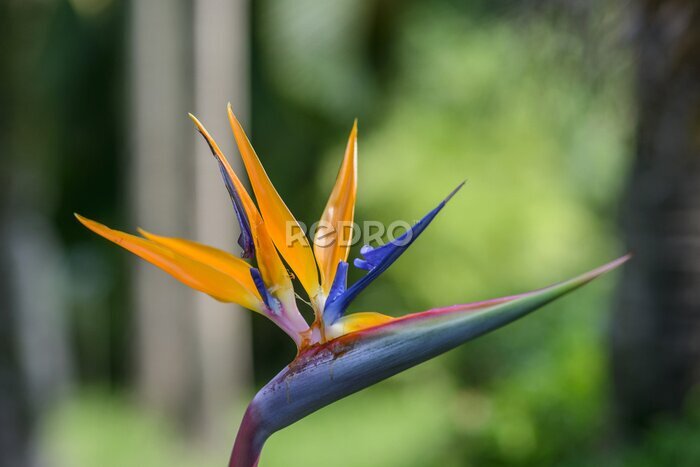 Papier peint  Strelitzia flower (Strelitzia reginae) - Fleur de l'oiseau du paradis dans les jardins botaniques, Taïwan