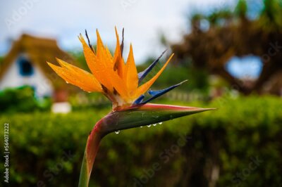 Papier peint  Strelitzia flower, typical for Madeira island, in the lush green bush with the town of Funchal in the background blurred.