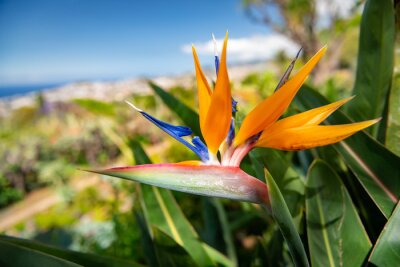 Papier peint  Strelitzia flower, typical for Madeira island, in the lush green bush with the town of Funchal in the background blurred.