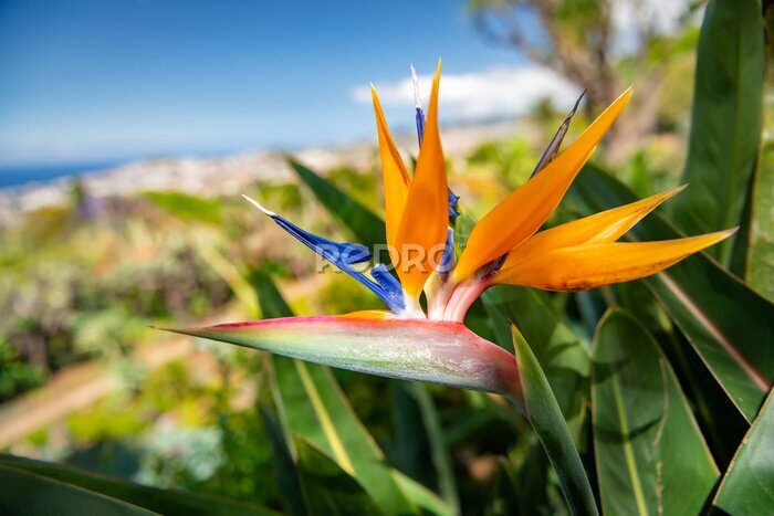 Papier peint  Strelitzia flower, typical for Madeira island, in the lush green bush with the town of Funchal in the background blurred.